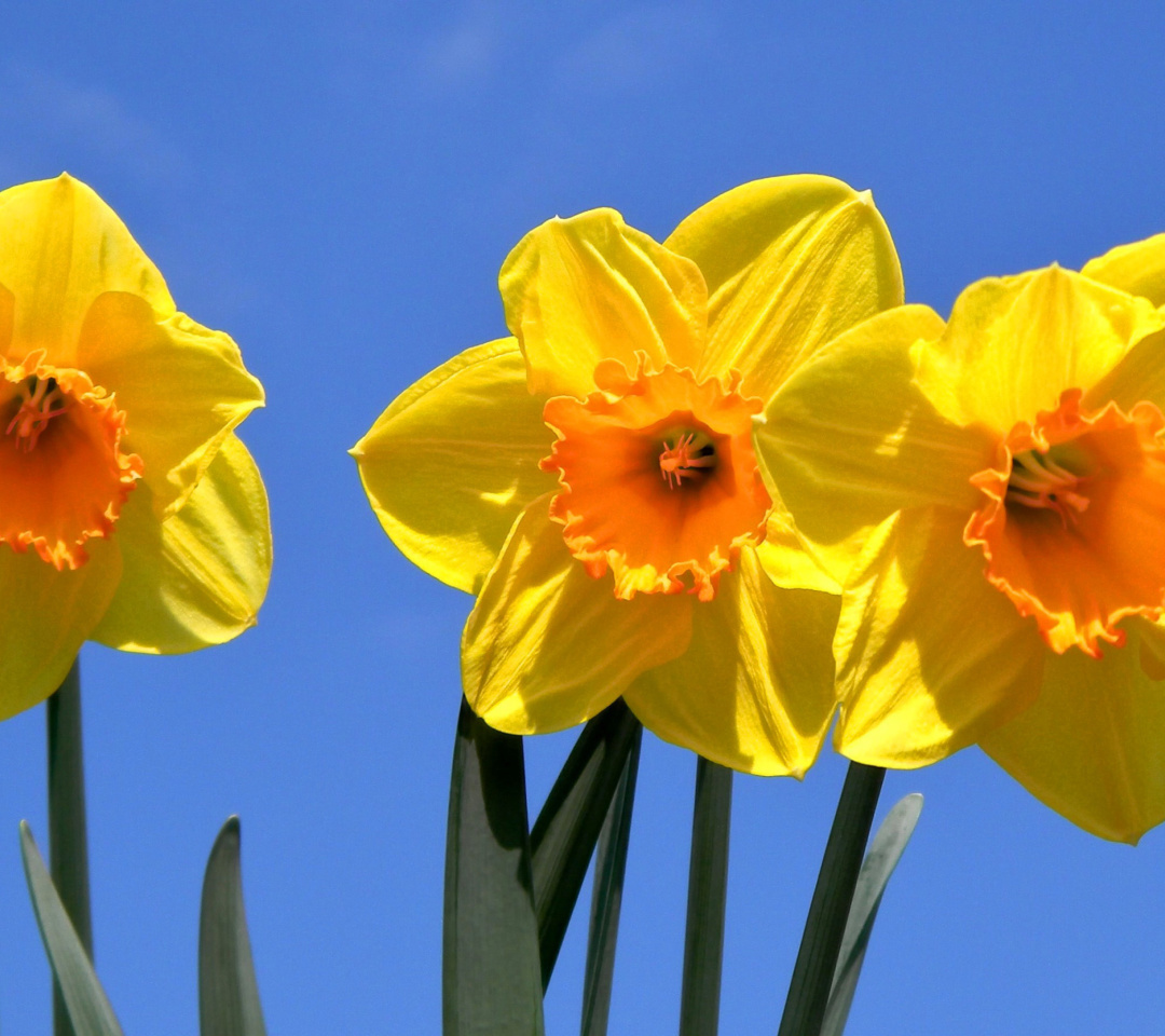 Yellow Daffodils wallpaper 1080x960
