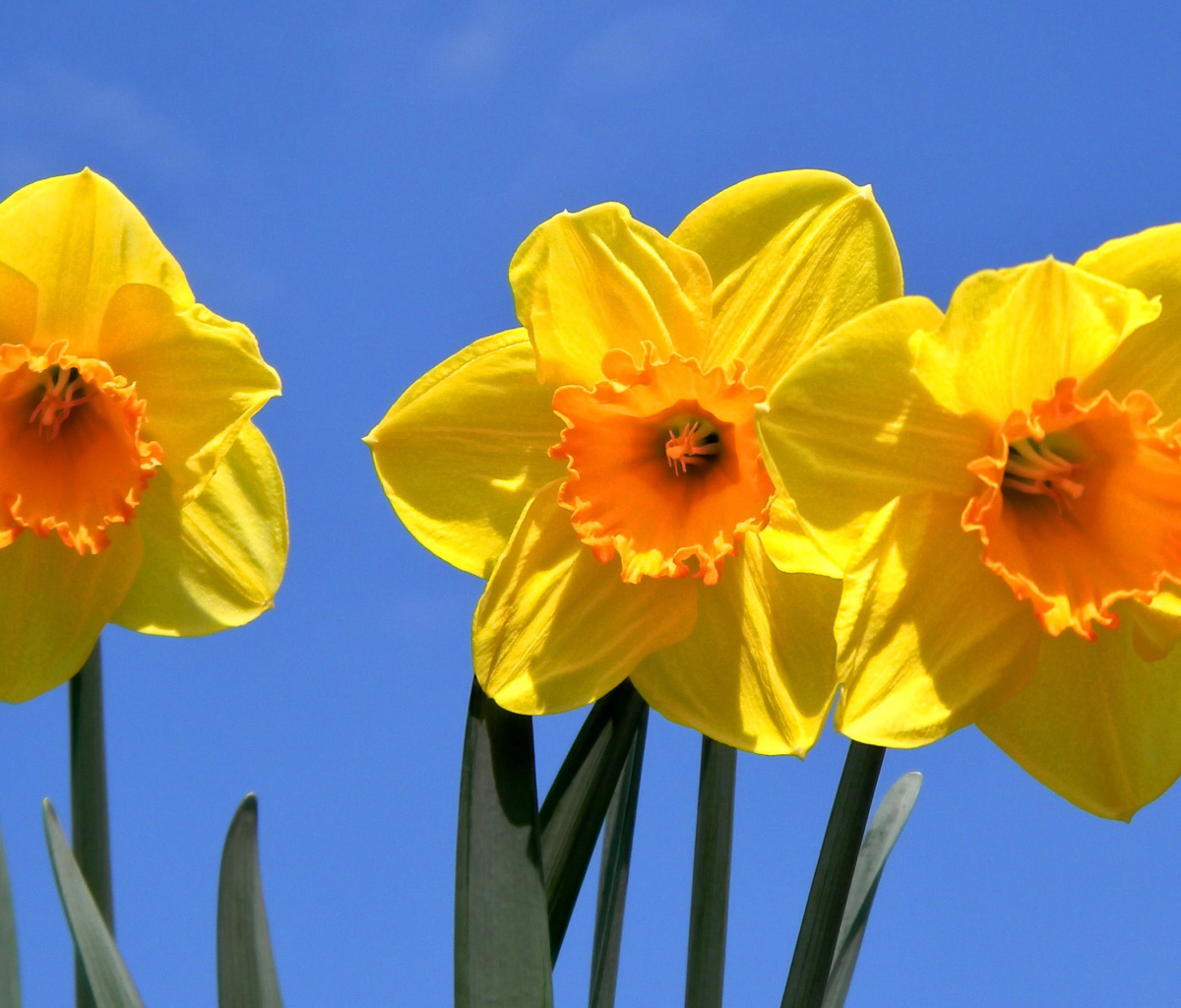 Screenshot №1 pro téma Yellow Daffodils 1200x1024