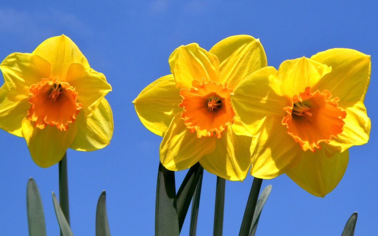 Sfondi Yellow Daffodils 1280x800