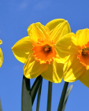 Sfondi Yellow Daffodils 128x160