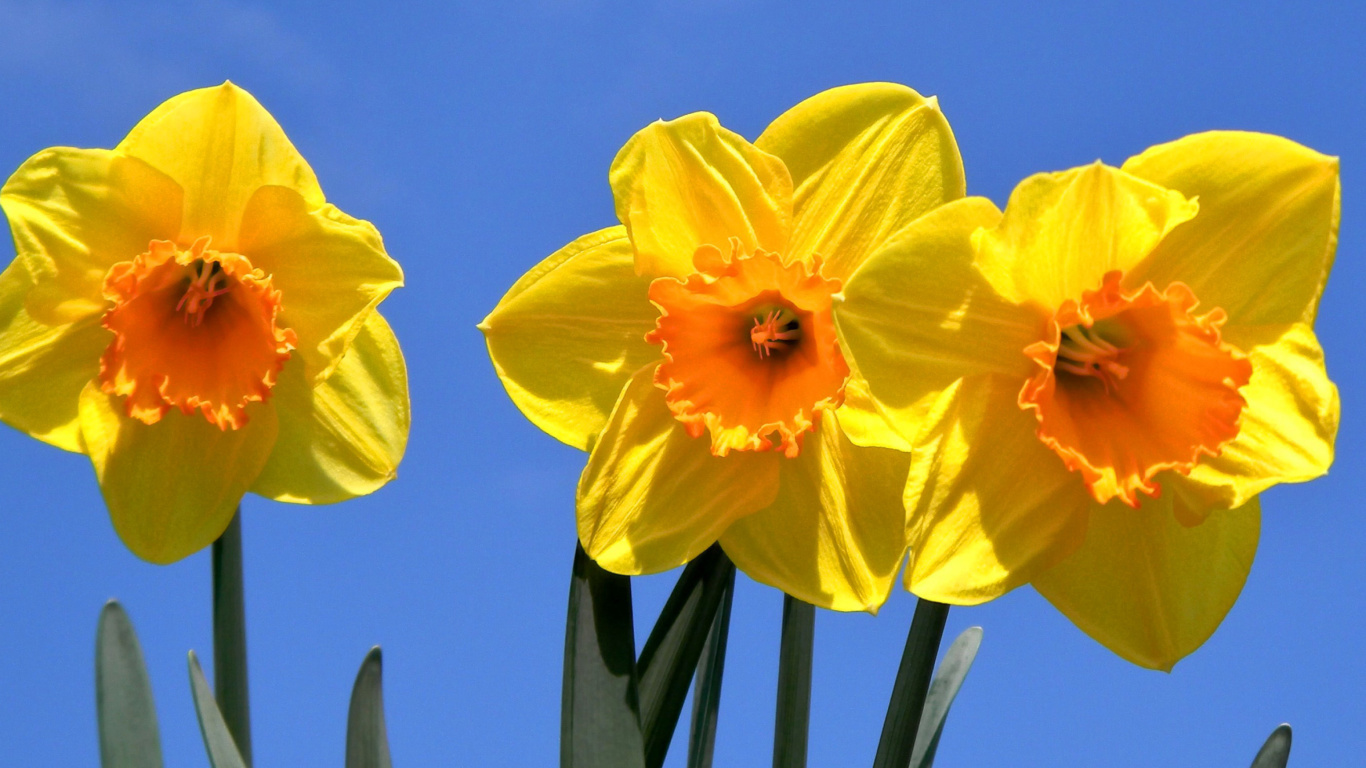 Обои Yellow Daffodils 1366x768