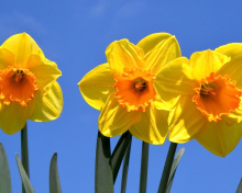 Sfondi Yellow Daffodils 220x176