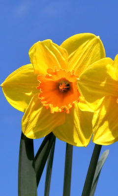 Обои Yellow Daffodils 240x400