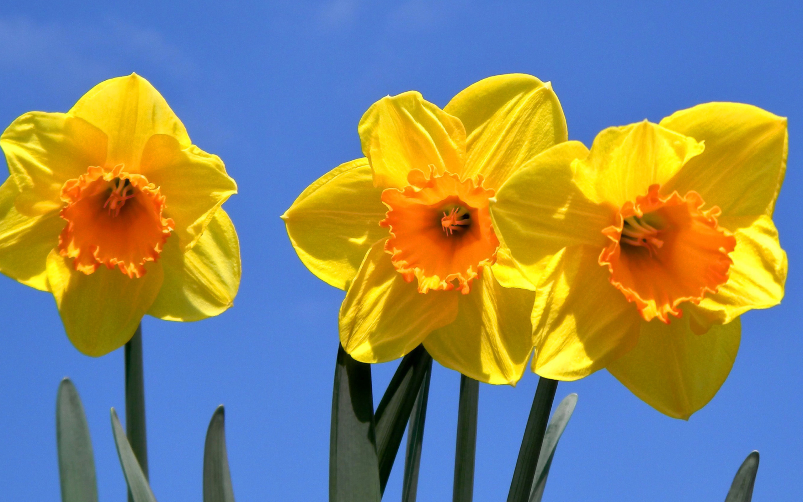 Screenshot №1 pro téma Yellow Daffodils 2560x1600