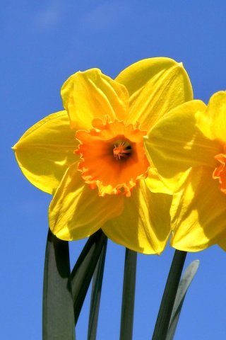 Screenshot №1 pro téma Yellow Daffodils 320x480