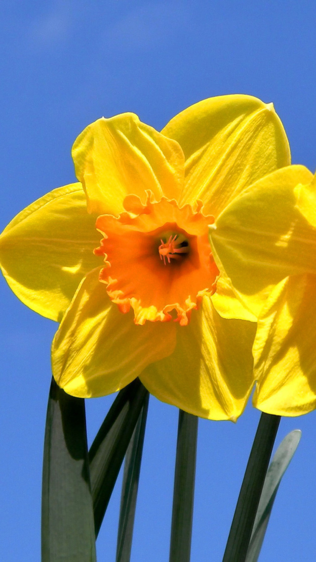 Обои Yellow Daffodils 640x1136