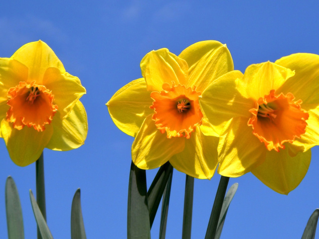 Yellow Daffodils wallpaper 640x480