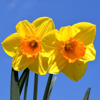 Yellow Daffodils papel de parede para celular para iPad 3