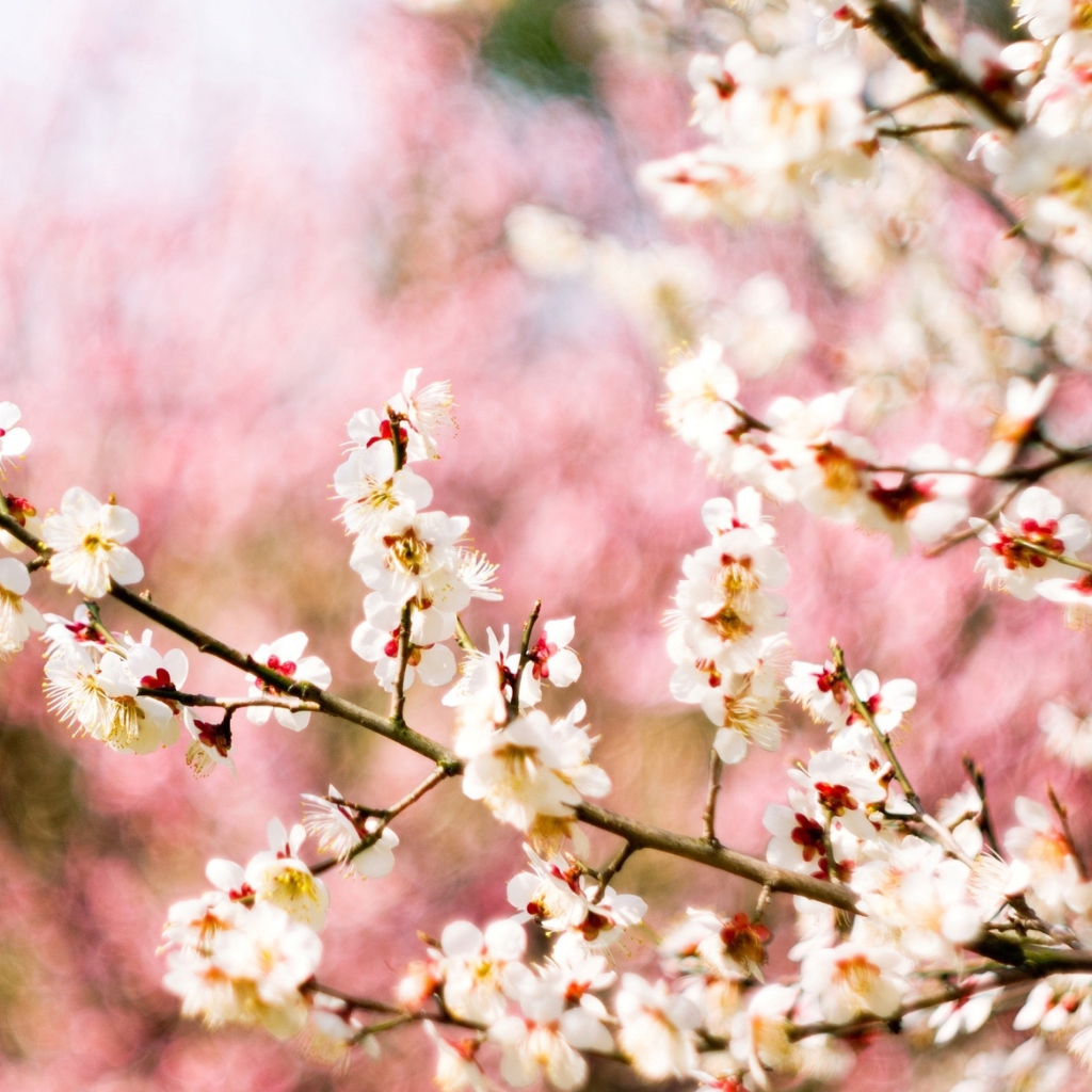 Das Spring Blossom Wallpaper 1024x1024