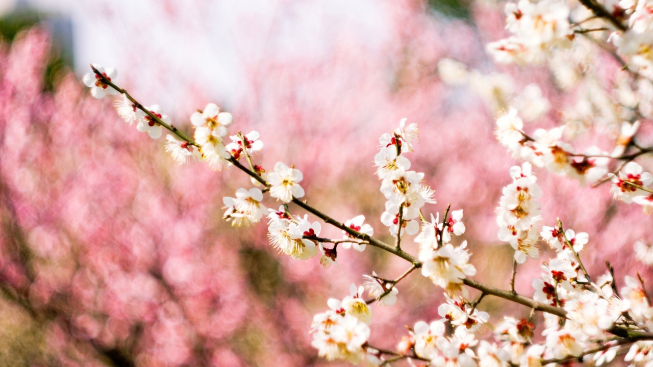 Screenshot №1 pro téma Spring Blossom 1280x720