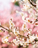 Fondo de pantalla Spring Blossom 128x160