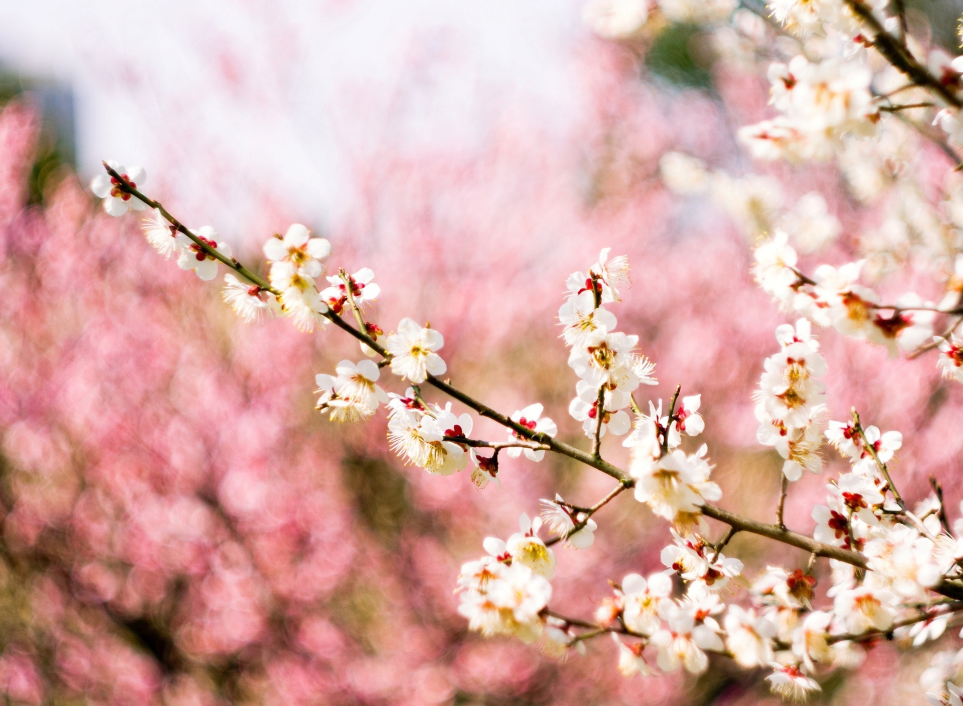 Sfondi Spring Blossom 1920x1408