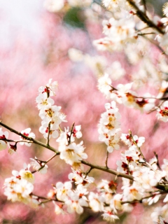 Screenshot №1 pro téma Spring Blossom 240x320