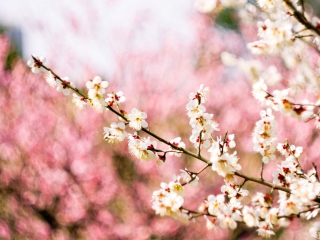 Spring Blossom screenshot #1 320x240