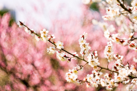 Sfondi Spring Blossom 480x320