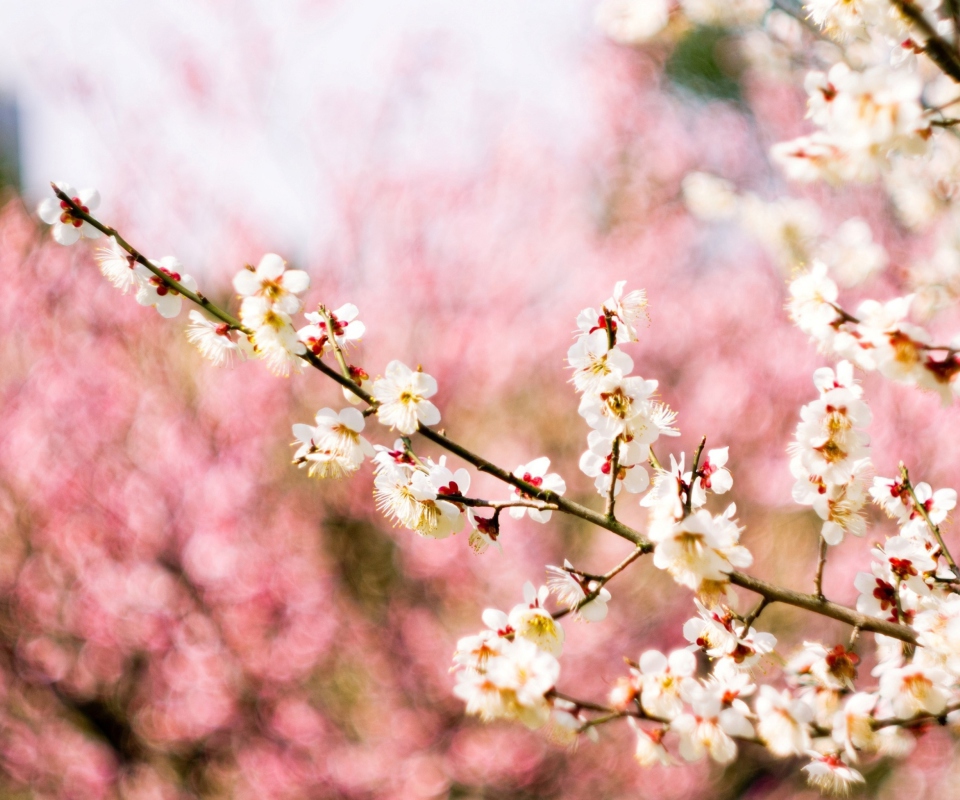 Spring Blossom wallpaper 960x800