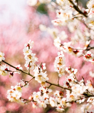 Kostenloses Spring Blossom Wallpaper für Nokia C2-06