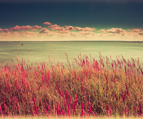 Screenshot №1 pro téma Pink Landscape 480x400