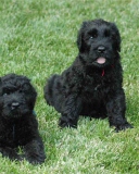 Black Russian Terrier wallpaper 128x160