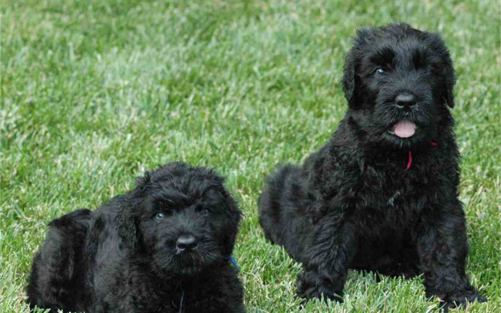 Fondo de pantalla Black Russian Terrier 1680x1050
