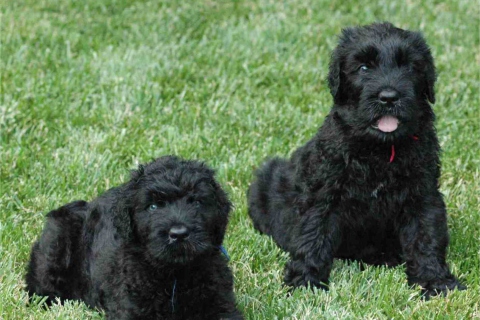 Das Black Russian Terrier Wallpaper 480x320