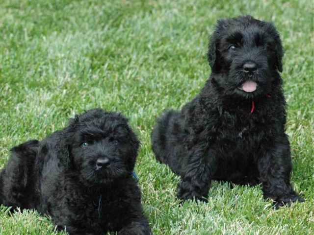 Sfondi Black Russian Terrier 640x480