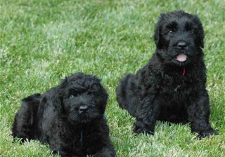 Black Russian Terrier sfondi gratuiti per cellulari Android, iPhone, iPad e desktop