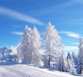 White Winter - Obrázkek zdarma pro iPad