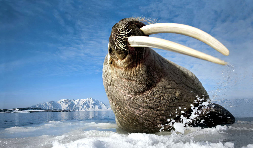 Sfondi Walrus on ice floe 1024x600