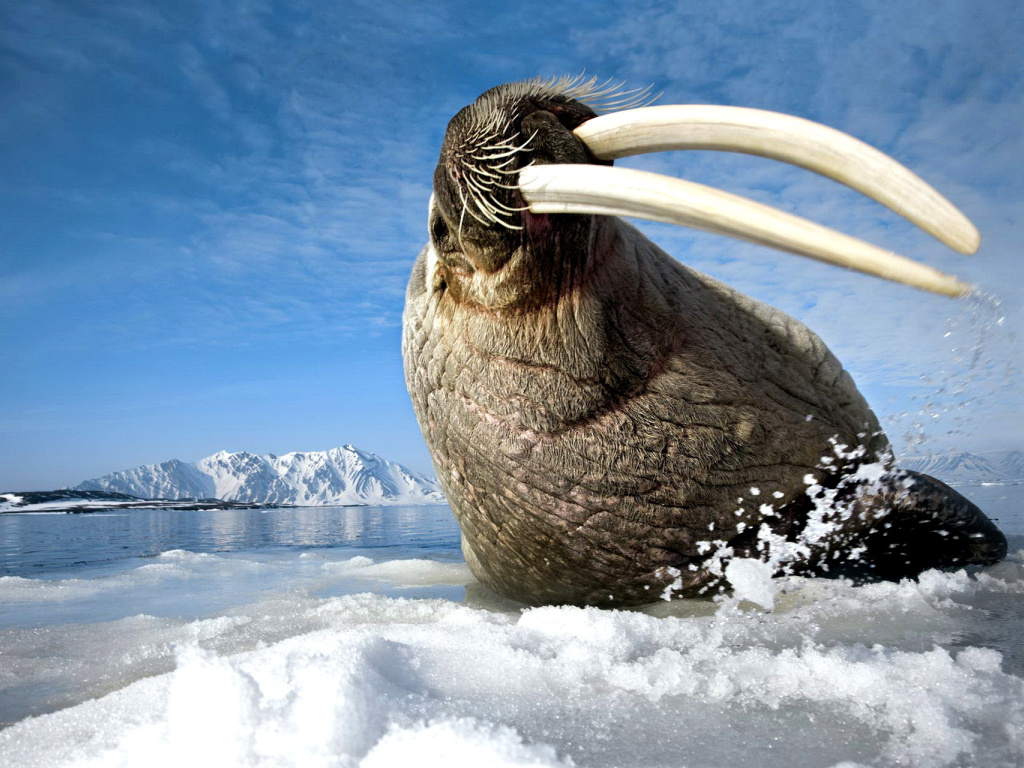 Walrus on ice floe wallpaper 1024x768