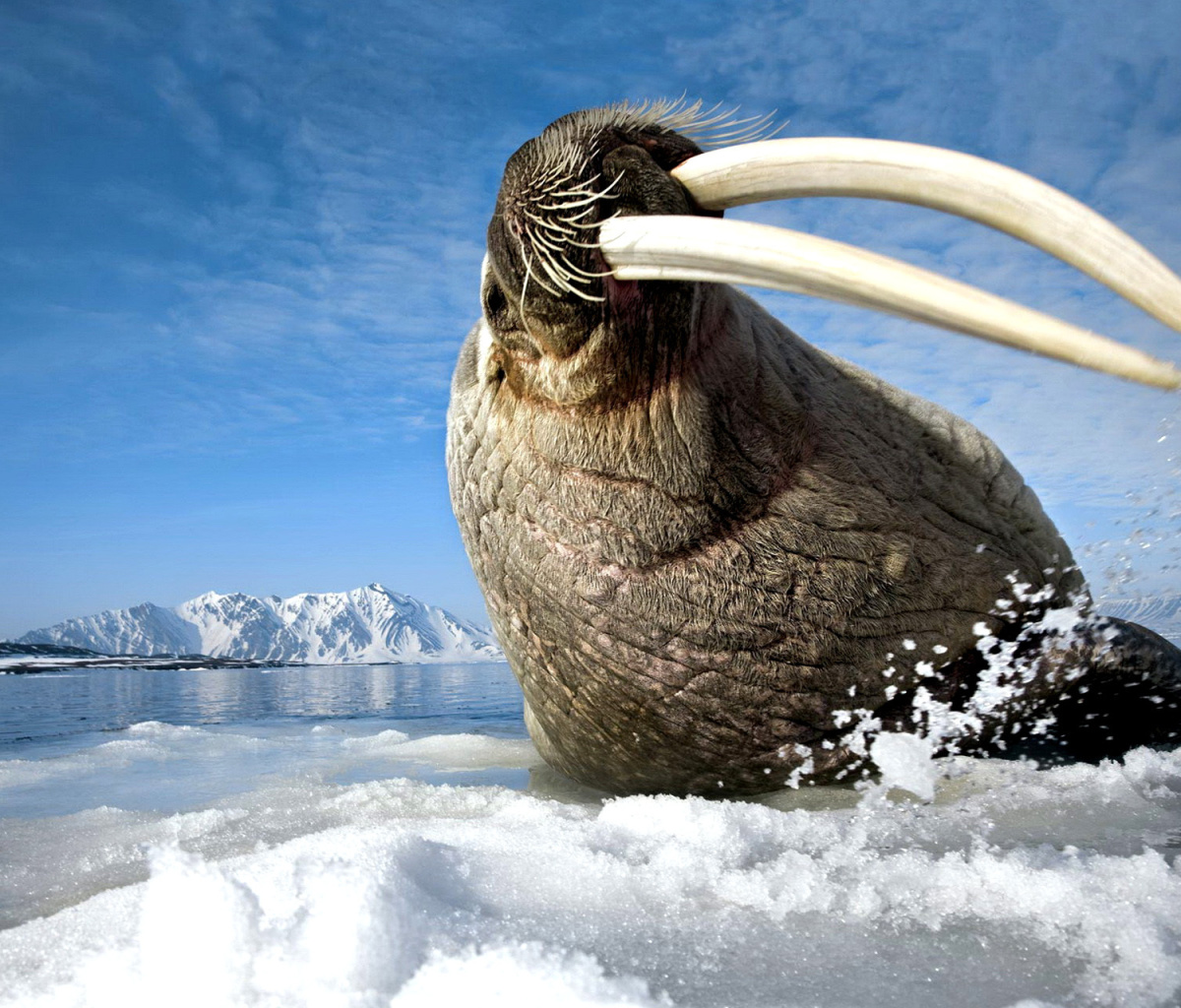 Sfondi Walrus on ice floe 1200x1024