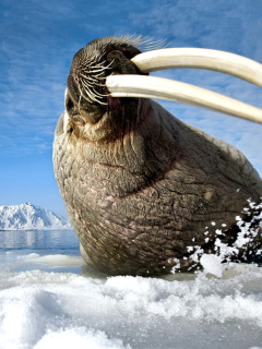 Das Walrus on ice floe Wallpaper 240x320