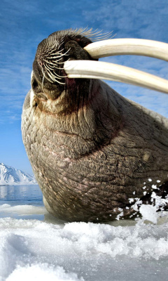 Screenshot №1 pro téma Walrus on ice floe 240x400