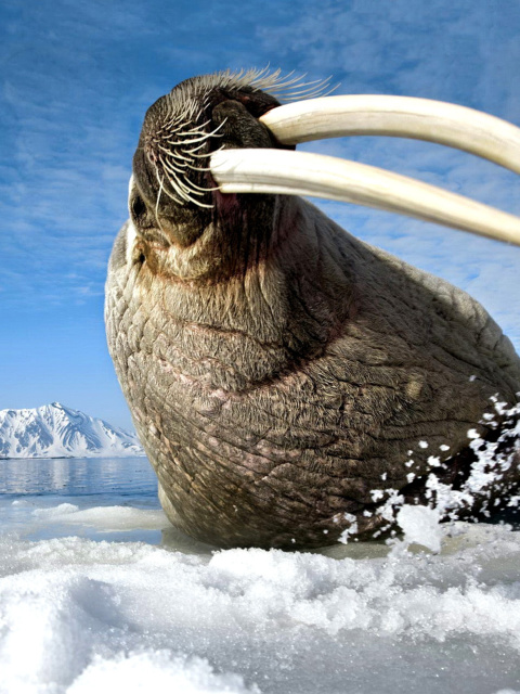 Обои Walrus on ice floe 480x640