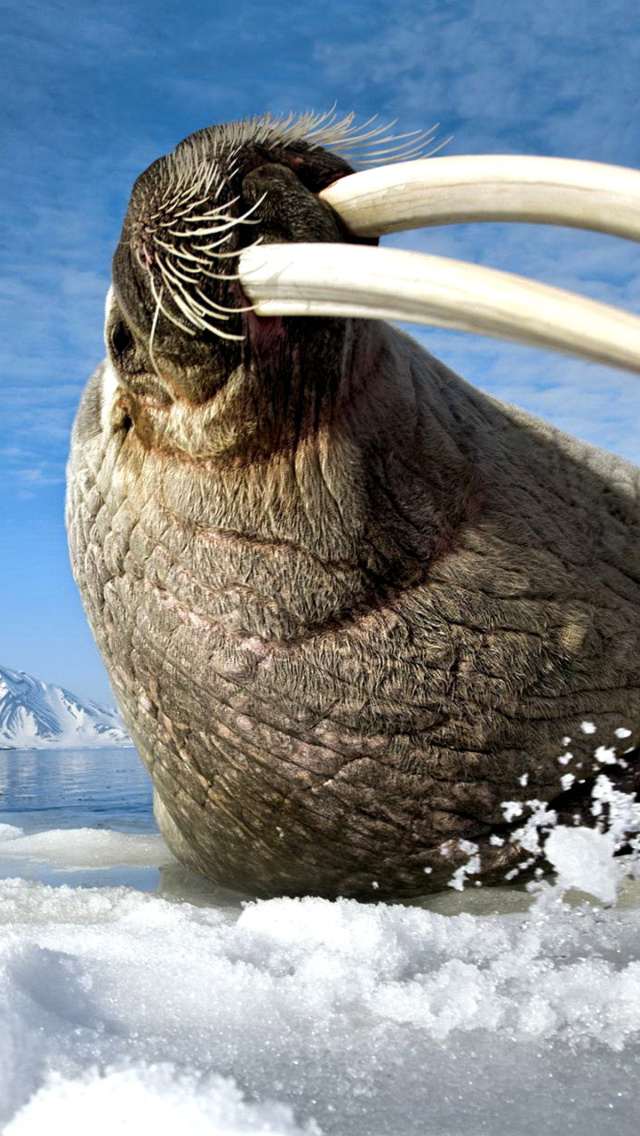 Обои Walrus on ice floe 640x1136