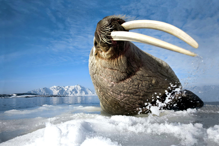 Walrus on ice floe wallpaper