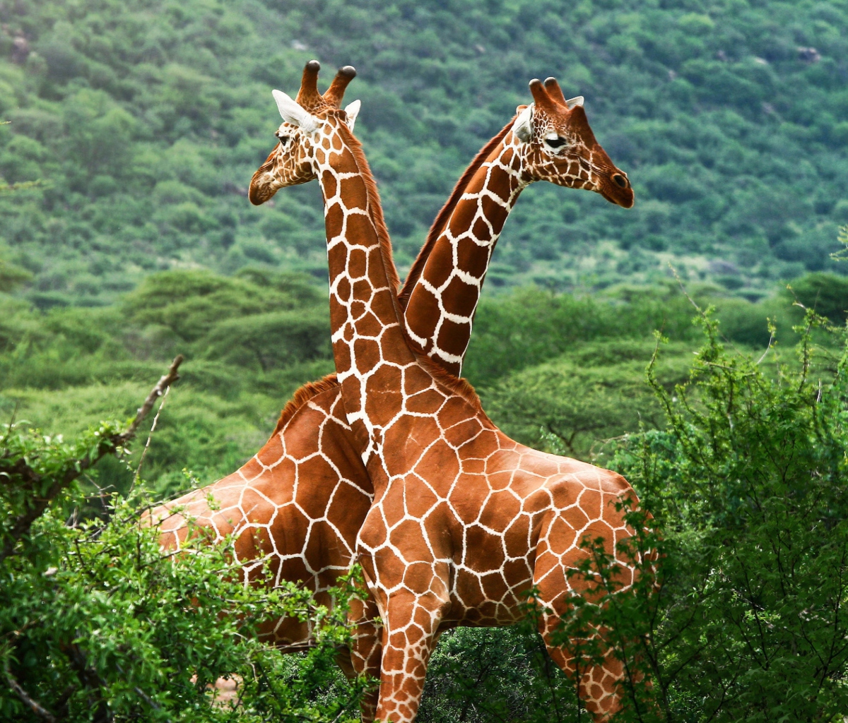 Fondo de pantalla Giraffes 1200x1024