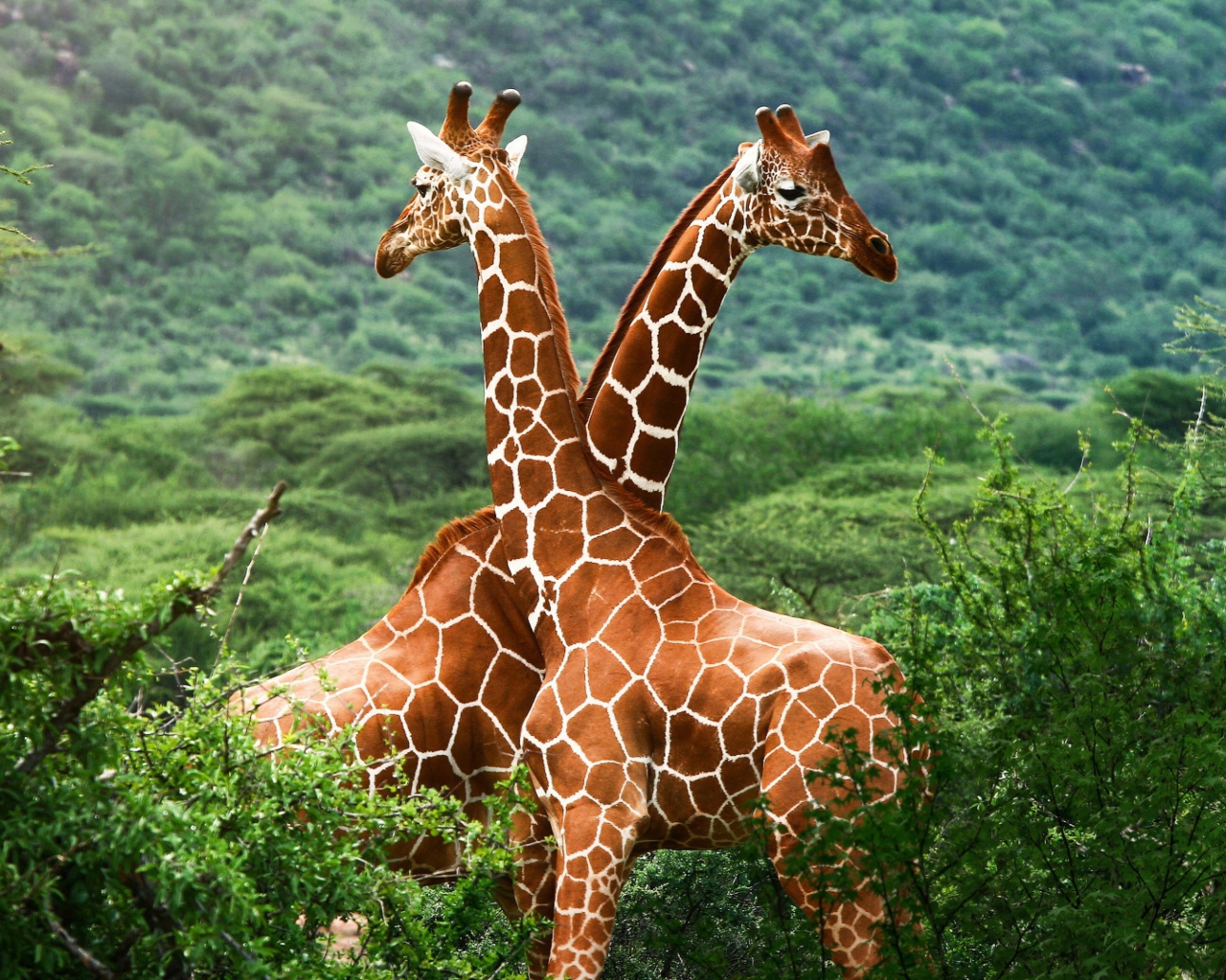 Screenshot №1 pro téma Giraffes 1280x1024