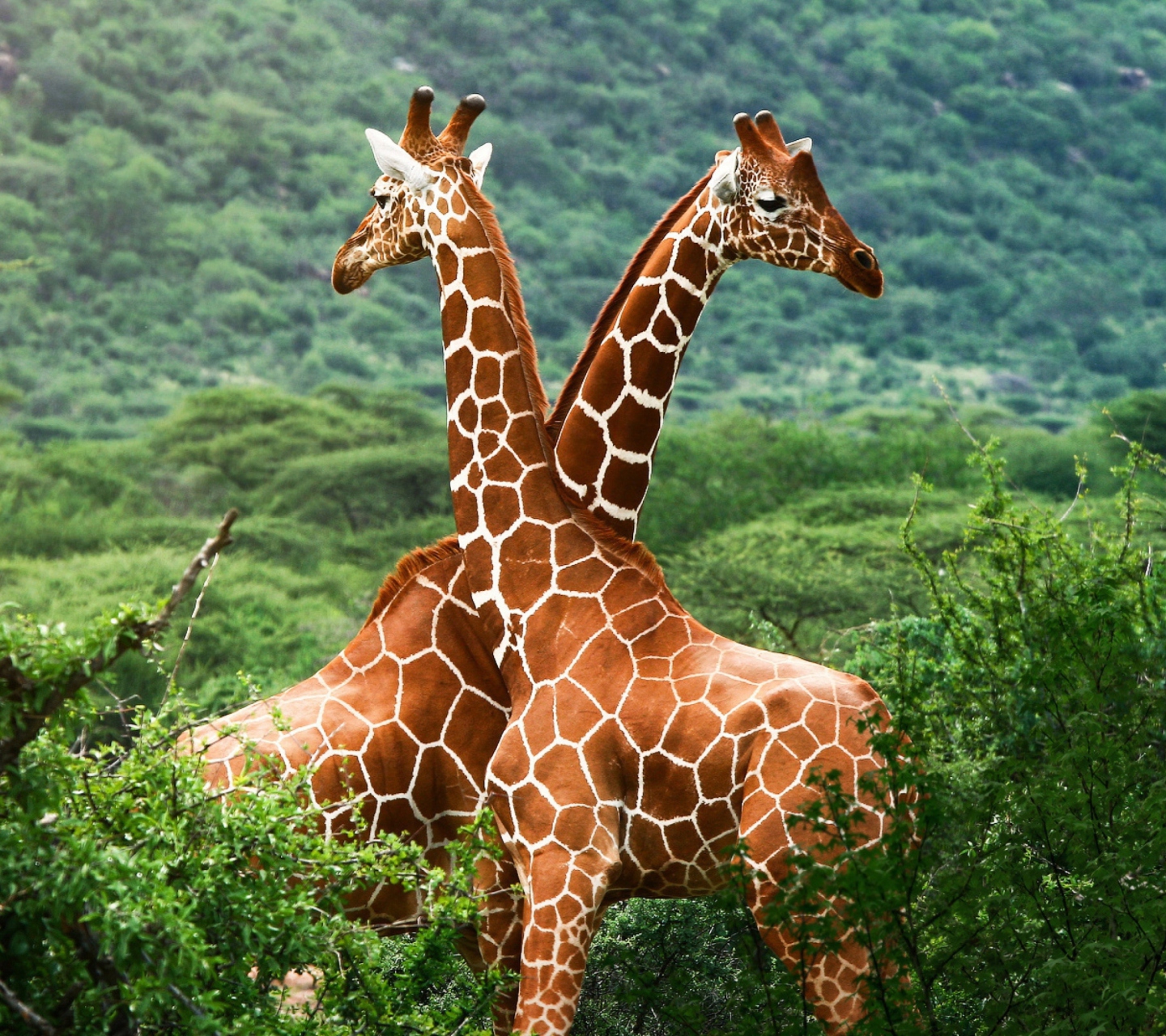 Screenshot №1 pro téma Giraffes 1440x1280