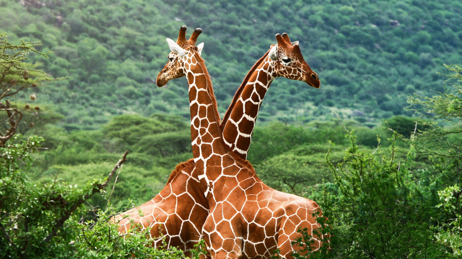 Das Giraffes Wallpaper 1600x900