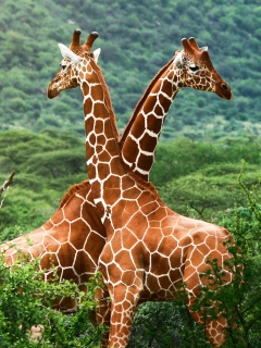 Fondo de pantalla Giraffes 240x320