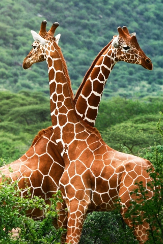 Fondo de pantalla Giraffes 320x480