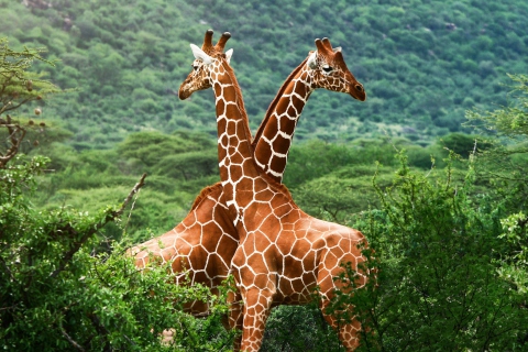 Giraffes wallpaper 480x320