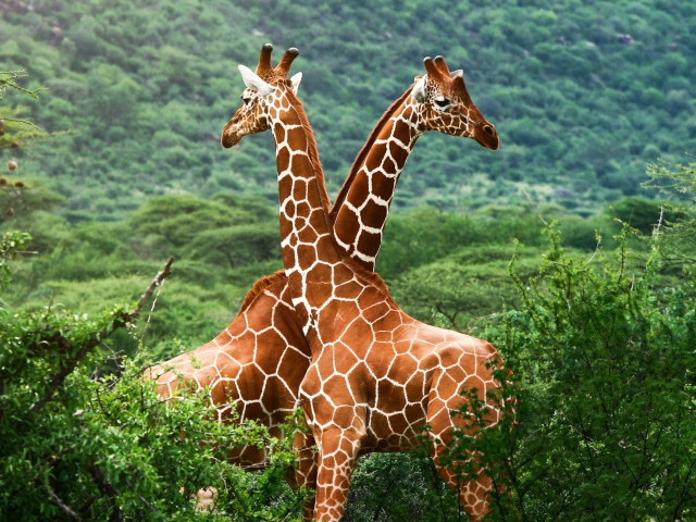 Fondo de pantalla Giraffes 640x480