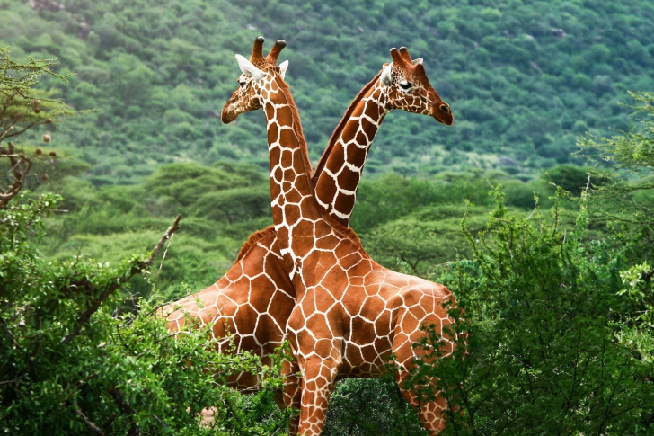 Screenshot №1 pro téma Giraffes