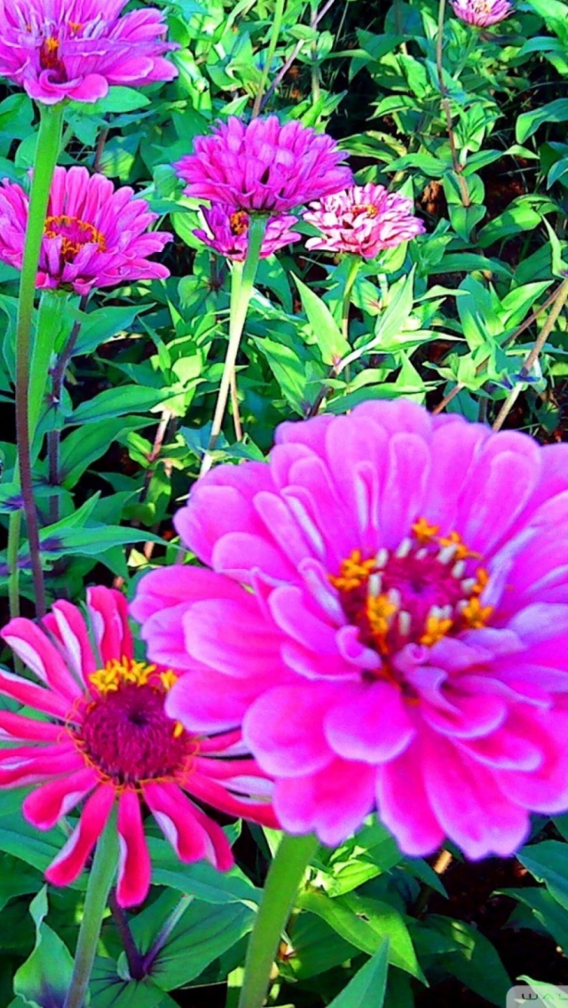 Screenshot №1 pro téma Pink Flowers 640x1136