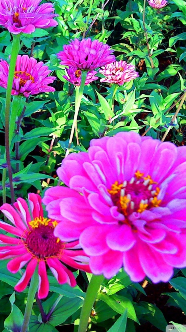 Sfondi Pink Flowers 750x1334
