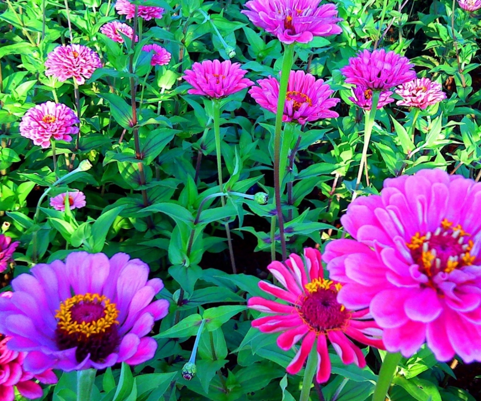 Pink Flowers screenshot #1 960x800