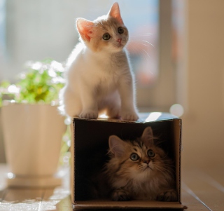Two Kittens - Obrázkek zdarma pro 208x208