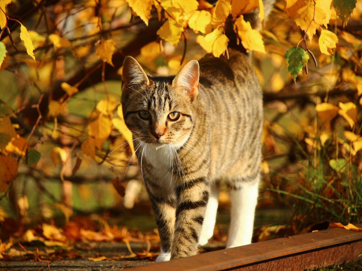 Обои Tabby cat in autumn garden 1152x864